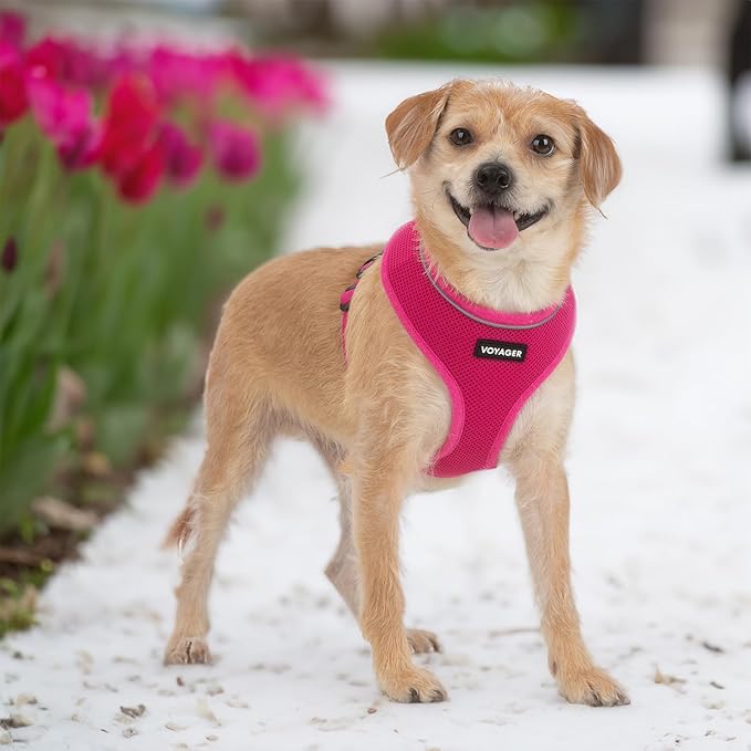 Best Pet Supplies Voyager Aerolite No Pull Mesh Dog Harness, Reflective Stitching, Breathable Harness, Adjustable for Walking, Training, Running, Heavy Duty and Durable, Fuchsia, XS