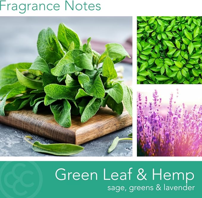 Colonial Candle Green Leaf & Hemp Scented Jar Candle, Pop of Color Collection, 3 Wick, Green, 14.5 oz - Up to 60 Hours Burn