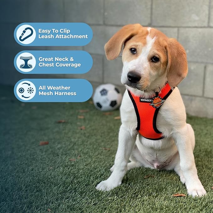 Best Pet Supplies Voyager Step-in Air Harness - All Weather Mesh, Reflective, No Pull Harness for Dogs, Cats - Secure with Hook & Loop Fastener, Buckle, Double D-Rings - Orange/Black Trim, S