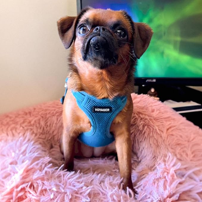 Best Pet Supplies Voyager Adjustable Dog Vest Harness Breathable No Pull Harness for Small, Medium, Large Dogs, Harness for Walking, Jogging, Easy Step-in, Reflective Stripes - Turquoise, M