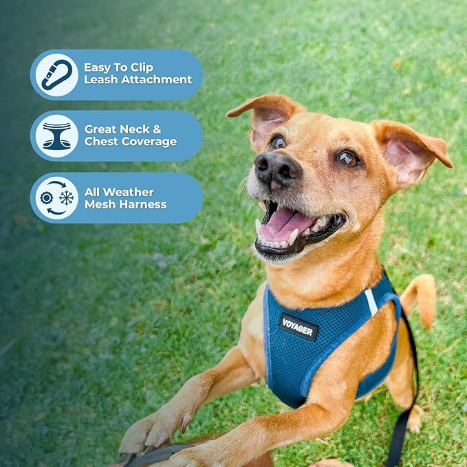 Best Pet Supplies Voyager Step-in Air Harness - All Weather Mesh, Reflective, No Pull Harness for Dogs, Cats - Secure with Hook & Loop Fastener, Buckle, Double D-Rings - Turquoise, XS