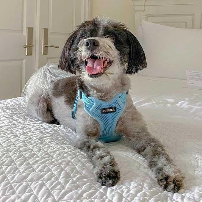 Best Pet Supplies Voyager Adjustable Dog Harness Leash Set with Reflective Stripes for Walking Heavy-Duty Full Body No Pull Vest with Leash D-Ring, Breathable All-Weather - Baby Blue, M