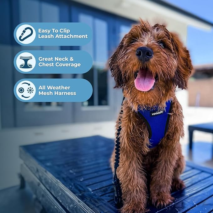 Best Pet Supplies Voyager Step-in Air Harness - All Weather Mesh, Reflective, No Pull Harness for Dogs, Cats - Secure with Hook & Loop Fastener, Buckle, Double D-Rings - Royal Blue/Black Trim, XL