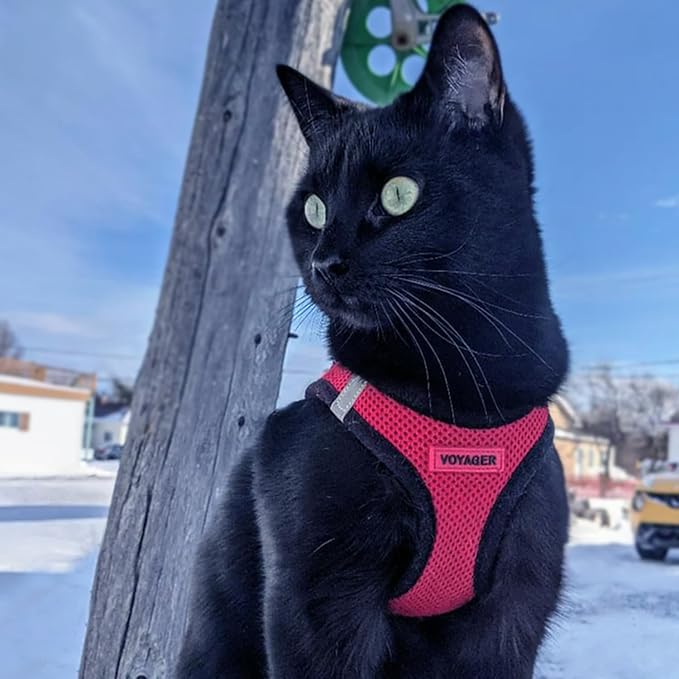 Best Pet Supplies Voyager Step-in Air Harness - All Weather Mesh, Reflective, No Pull Harness for Dogs, Cats - Secure with Hook & Loop Fastener, Buckle, Double D-Rings - Red/Black Trim, XXS