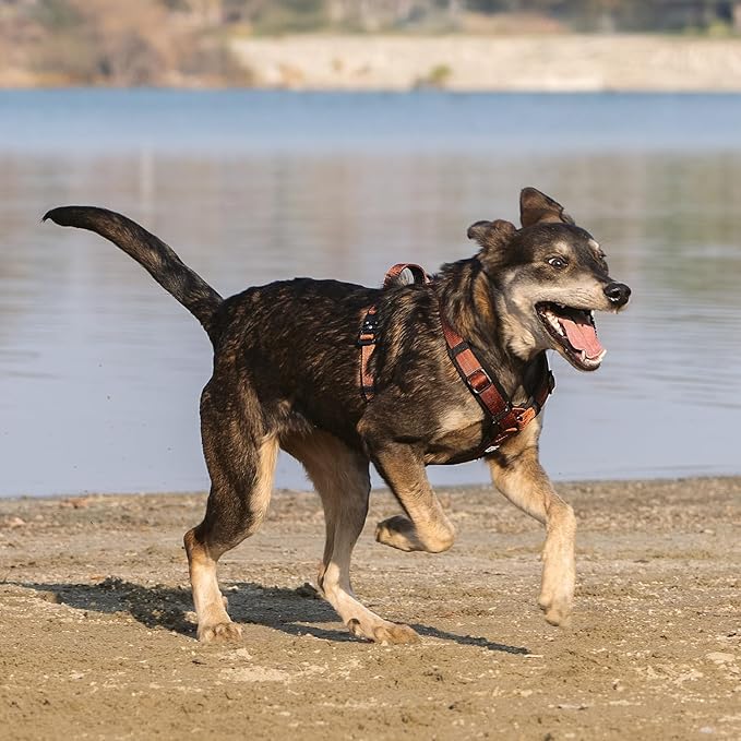 PawsPassion Dog Harness for Medium Dogs, No Pull Dog Harness Easy Walk with Metal Hardware, Ergonomic Y-Shaped Design, Soft Padding, Padded Handle, Durable High-Tensile Nylon (Canyon Red, M)