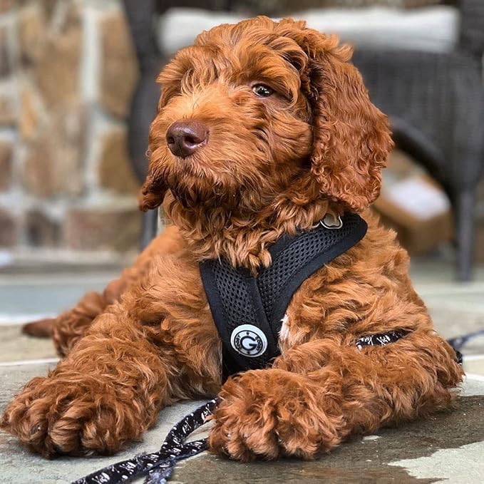 Gooby Black X-Large Polyester Comfort X Harness for Small Dogs, No Pull, Choke-Free, Lightweight Mesh, Machine Washable