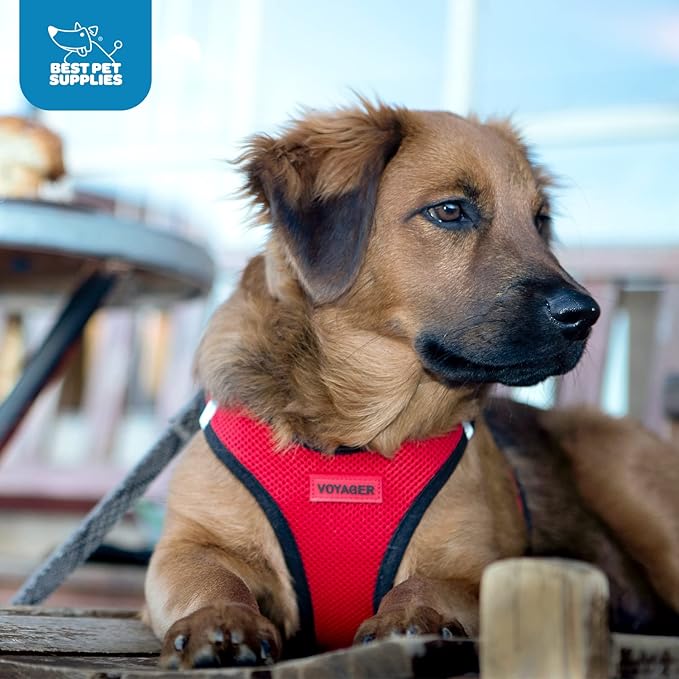 Best Pet Supplies Voyager Step-in Air Harness - All Weather Mesh, Reflective, No Pull Harness for Dogs, Cats - Secure with Hook & Loop Fastener, Buckle, Double D-Rings - Turquoise, XS