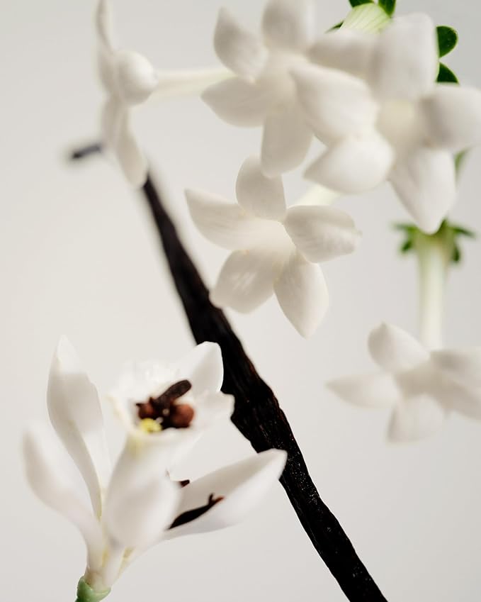 Maison Louis Marie - No.03 L'Etang Noir Soy Wax Candle | Luxury Fragrances for a Modern World (8.5 oz | 240 g)