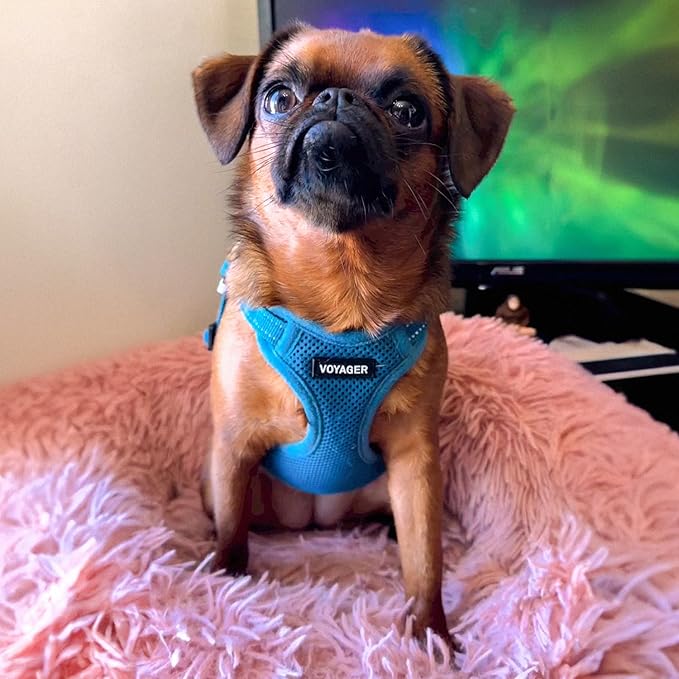 Best Pet Supplies Voyager Adjustable Dog Harness Leash Set with Reflective Stripes for Walking Heavy-Duty Full Body No Pull Vest with Leash D-Ring, Breathable All-Weather - Turquoise, S