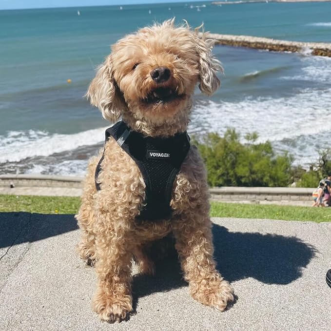 Best Pet Supplies Voyager Step-in Air Harness - All Weather Mesh, Reflective, No Pull Harness for Dogs, Cats - Secure with Hook & Loop Fastener, Buckle, Double D-Rings - Black, M