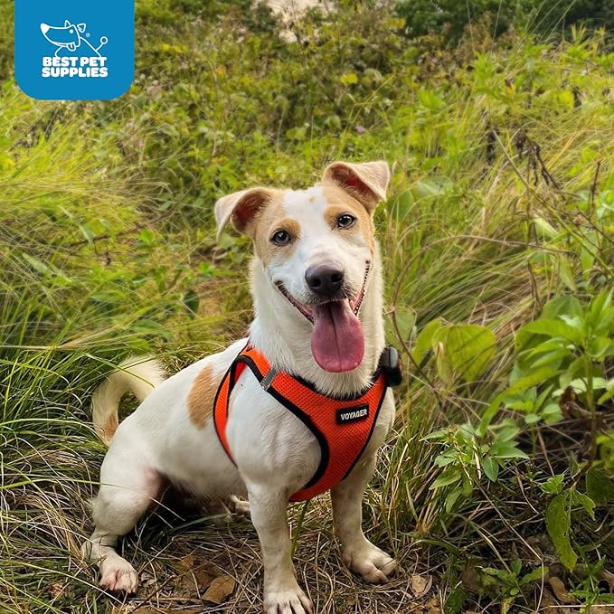 Best Pet Supplies Voyager Step-in Air Harness - All Weather Mesh, Reflective, No Pull Harness for Dogs, Cats - Secure with Hook & Loop Fastener, Buckle, Double D-Rings - Orange/Black Trim, XXS