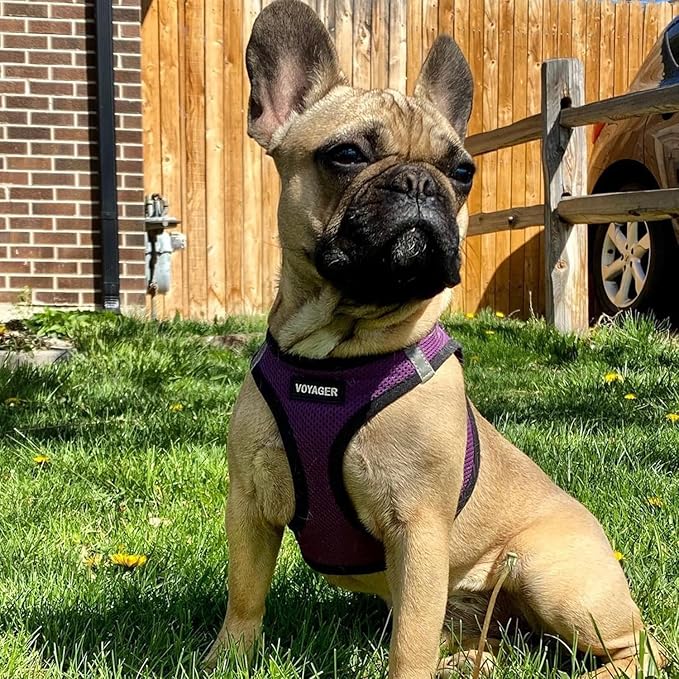 Best Pet Supplies Voyager Step-in Air Harness - All Weather Mesh, Reflective, No Pull Harness for Dogs, Cats - Secure with Hook & Loop Fastener, Buckle, Double D-Rings - Purple/Black Trim, L