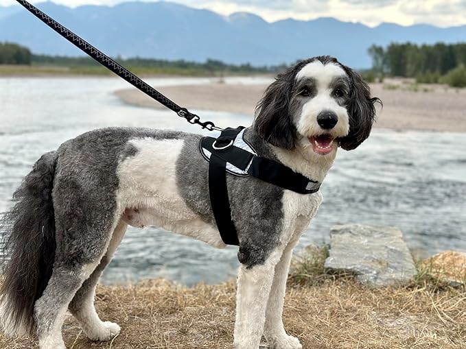 ShawnCo Essential Dog Harness, No-Pull Pet Vest with 3 Leash Clips, No Choke, Reflective, Adjustable and Padded, for Easy Walking and Training for Small, Medium and Large Dogs (Midnight, S)