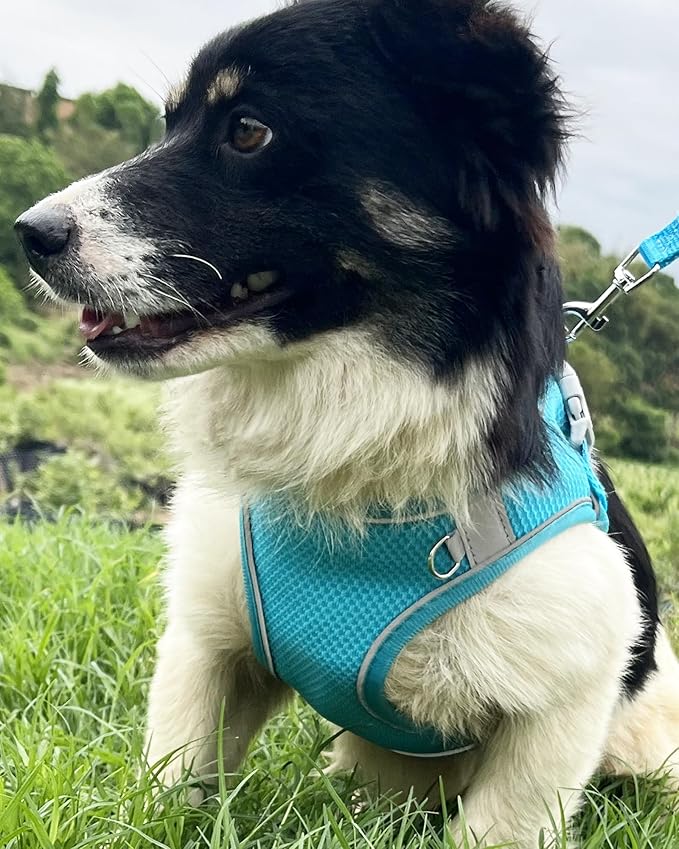 Dog Harness for Small Medium Sized Dog,Step in Puppy Harness and Leash Set Training Walking. (Blue, L)