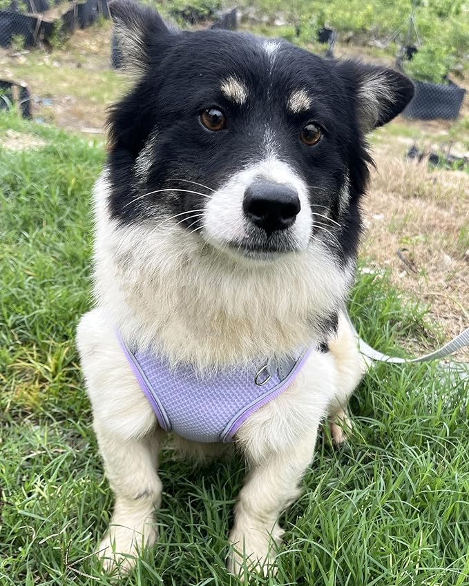 Dog Harness for Small Medium Sized Dog, Step in Puppy Harness and Leash Set Training Walking. (Purple, XXS)