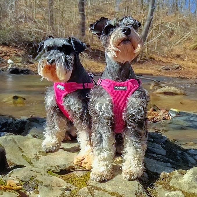 Best Pet Supplies Voyager Adjustable Dog Harness Leash Set with Reflective Stripes for Walking Heavy-Duty Full Body No Pull Vest with Leash D-Ring, Breathable All-Weather - Fuchsia, XL