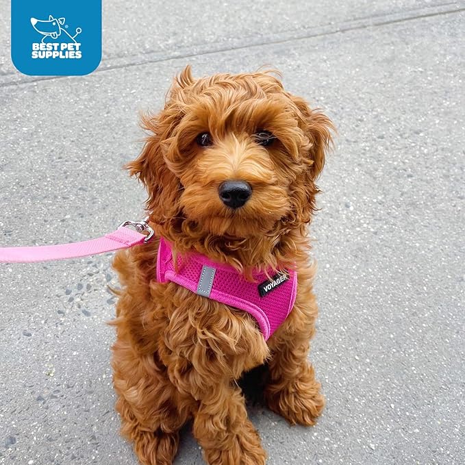 Best Pet Supplies Voyager Step-in Air Harness - All Weather Mesh, Reflective, No Pull Harness for Dogs, Cats - Secure with Hook & Loop Fastener, Buckle, Double D-Rings - Fuchsia, XXXS