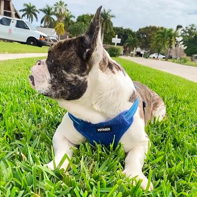 Best Pet Supplies Voyager Adjustable Dog Vest Harness Breathable No Pull Harness for Small, Medium, Large Dogs, Harness for Walking, Jogging, Easy Step-in, Reflective Stripes - Royal Blue, XL