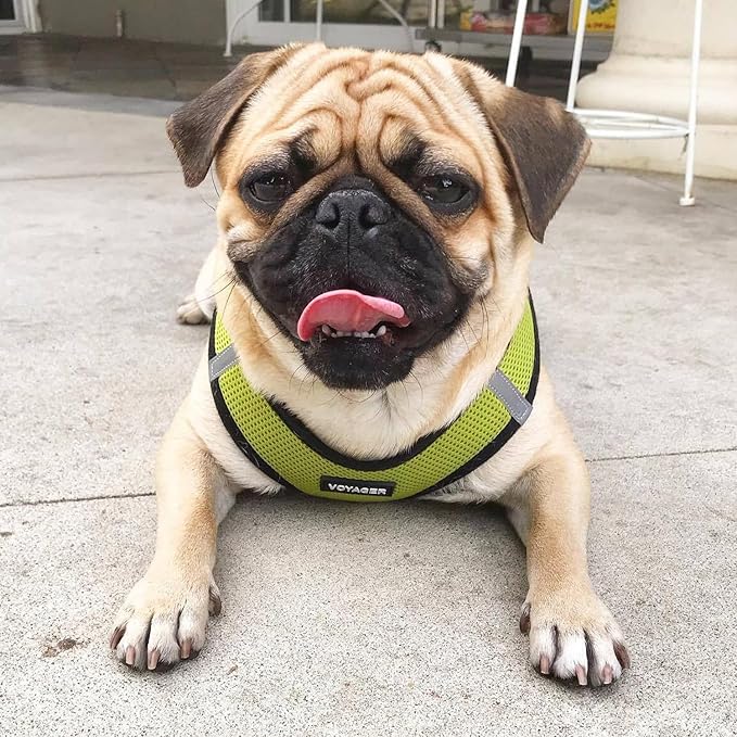 Best Pet Supplies Voyager Step-in Air Harness - All Weather Mesh, Reflective, No Pull Harness for Dogs, Cats - Secure with Hook & Loop Fastener, Buckle, Double D-Rings - Lime Green/Black Trim, M