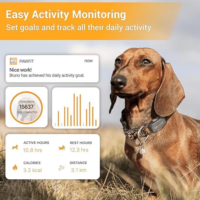 Lite for Small Dogs 4g GPS Tracker | Real Time Tracking | Activity Monitoring |Location History | Unlimited Range | Charcoal Grey