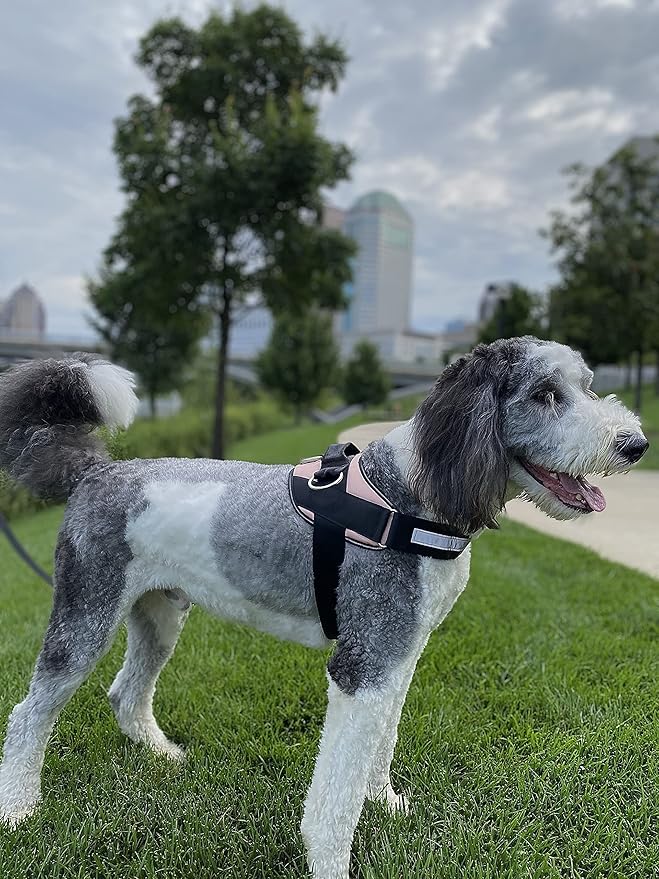 ShawnCo Essential Dog Harness, No-Pull Pet Vest with 3 Leash Clips, No Choke, Reflective, Adjustable and Padded, for Easy Walking and Training for Small, Medium and Large Dogs (Rose Gold, S)