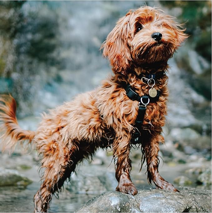Blue-9 Buckle-Neck Balance Harness, Fully Customizable Fit No-Pull Harness, Ideal for Dog Training and Obedience, Made in The USA, Hunter Green, Extra Small